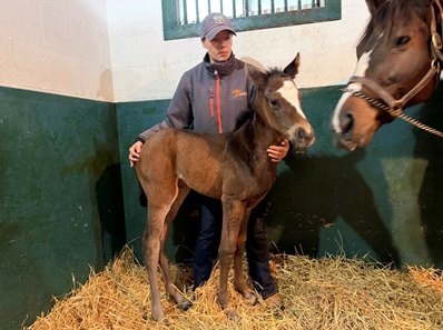 The first reported foal by Chewing Gum, a filly out of Hatta's Appeal