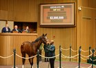 Hip 413 Simply in Front from the Richard Hogan consignment for Colebrook Farms brings $2 million from Greg Tramontin and Siena Farm
Keeneland January Horses of All Ages Sale at Keeneland near Lexington, Ky., on Jan. 12, 2026.