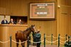 Hip 413 Simply in Front from the Richard Hogan consignment for Colebrook Farms brings $2 million from Greg Tramontin and Siena Farm
Keeneland January Horses of All Ages Sale at Keeneland near Lexington, Ky., on Jan. 12, 2026.