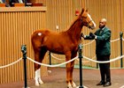 Hip 114, 2026 Keeneland January Sale