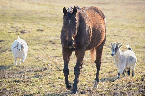 BC Marathon Winner Eldaafer Dies at 21 at Old Friends