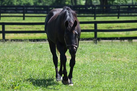 Doneraile Court at Old Friends