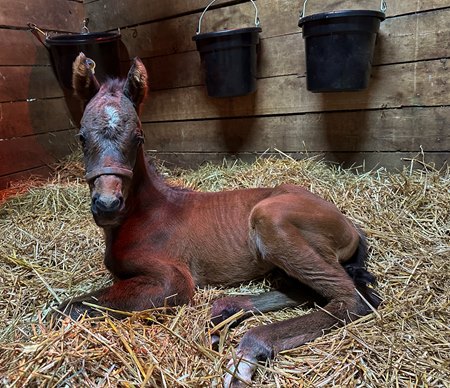 Senor Buscador's first foal, a colt out of the Medaglia d'Oro mare Oriele at Shawhan Place