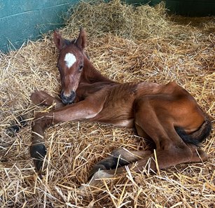 A colt by Charge It out of Six Sense born Jan. 5 at Machmer Hall