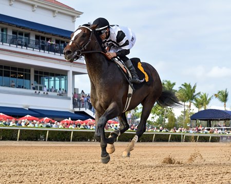 Chief Wallabee breaks his maiden at Gulfstream Park