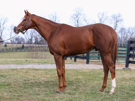 Dresden Row, consigned as Hip 1 by Jeffrey Bloom, agent