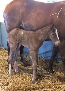 Champions Dream's first foal at Pleasant Acres Stallions
