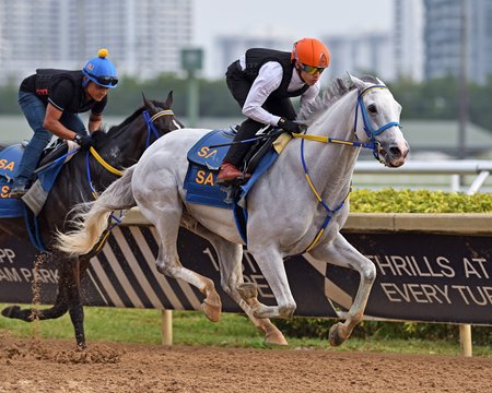 White Abarrio training at Gulfstream Park