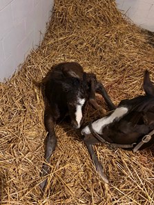 Dornoch's first reported foal, a colt out of Four Grands, at Taylor Made Farm