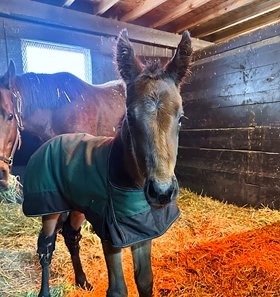 The first reported foal by Provocateur out of Cassidy's Reward