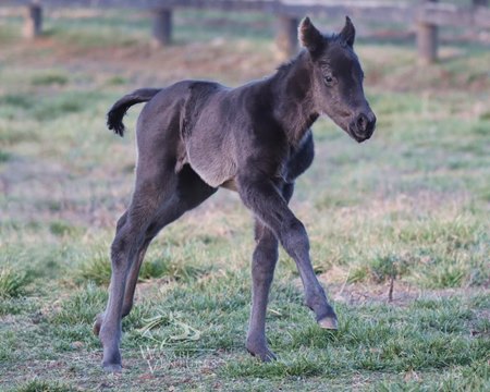 First reported foal by Prince of Monaco, a filly out of Itgetsgreaterlater