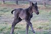 A filly born Jan. 12 out of the Justify mare Itgetsgreaterlater at Serendipity Springs in Lexington