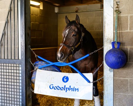 Sovereignty in his stall at Keeneland