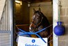 Sovereignty
Sovereignty and other Godolphin trainnees at the Keeneland division under Johnny Burke in Lexington, Ky., on Dec. 30, 2025.