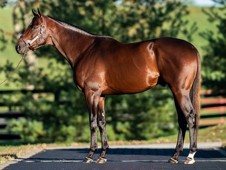 Angel of Empire at Taylor Made Stallions