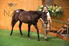 Lot 601, 2026 National Yearling Sale at Karaka