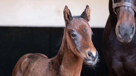 The first reported City of Troy colt out of listed-winning 2-year-old Ritournelle