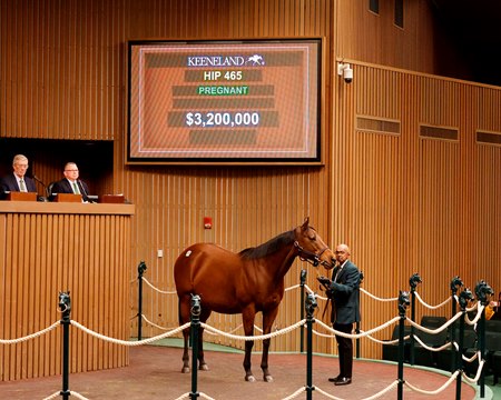 Tiffany Case, consigned as Hip 465, in the ring at the Keeneland January Sale