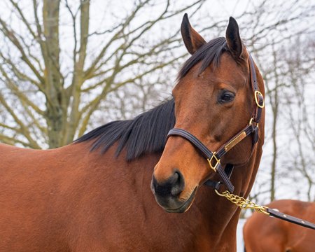 Tiffany Case, consigned as Hip 465, ahead of the Keeneland January Horses of All Ages Sale