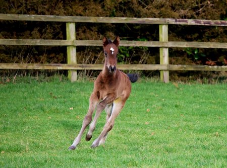 The King of Steel filly out of Damask, pictured at one week old