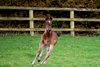 '26 Damask (IRE) (Red Clubs (IRE)) filly by King Of Steel (pictured at one week old)