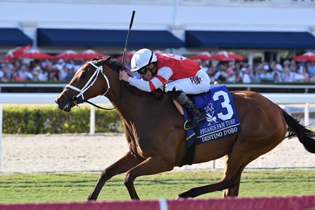 Destino d'Oro wins the Pegasus World Cup Filly and Mare Turf Invitational Stakes at Gulfstream Park