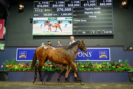 The Tagaloa filly consigned as Lot 1113 at the Magic Millions Gold Coast Yearling Sale