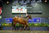 Lot 1113, 2026 Magic Millions Gold Coast Yearling Sale