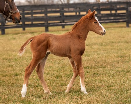 Newgate's first reported foal is a filly born Jan. 4 at Elm Tree Farm