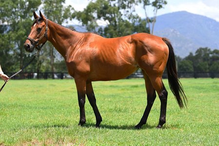 The Street Boss mare Sliders consigned as Lot 426 to the Inglis Digital Australia January Online Sale