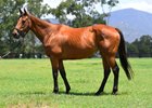 Lot 426 , 2026 Inglis Digital Aus January Online Sale