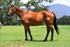 Lot 426 , 2026 Inglis Digital Aus January Online Sale