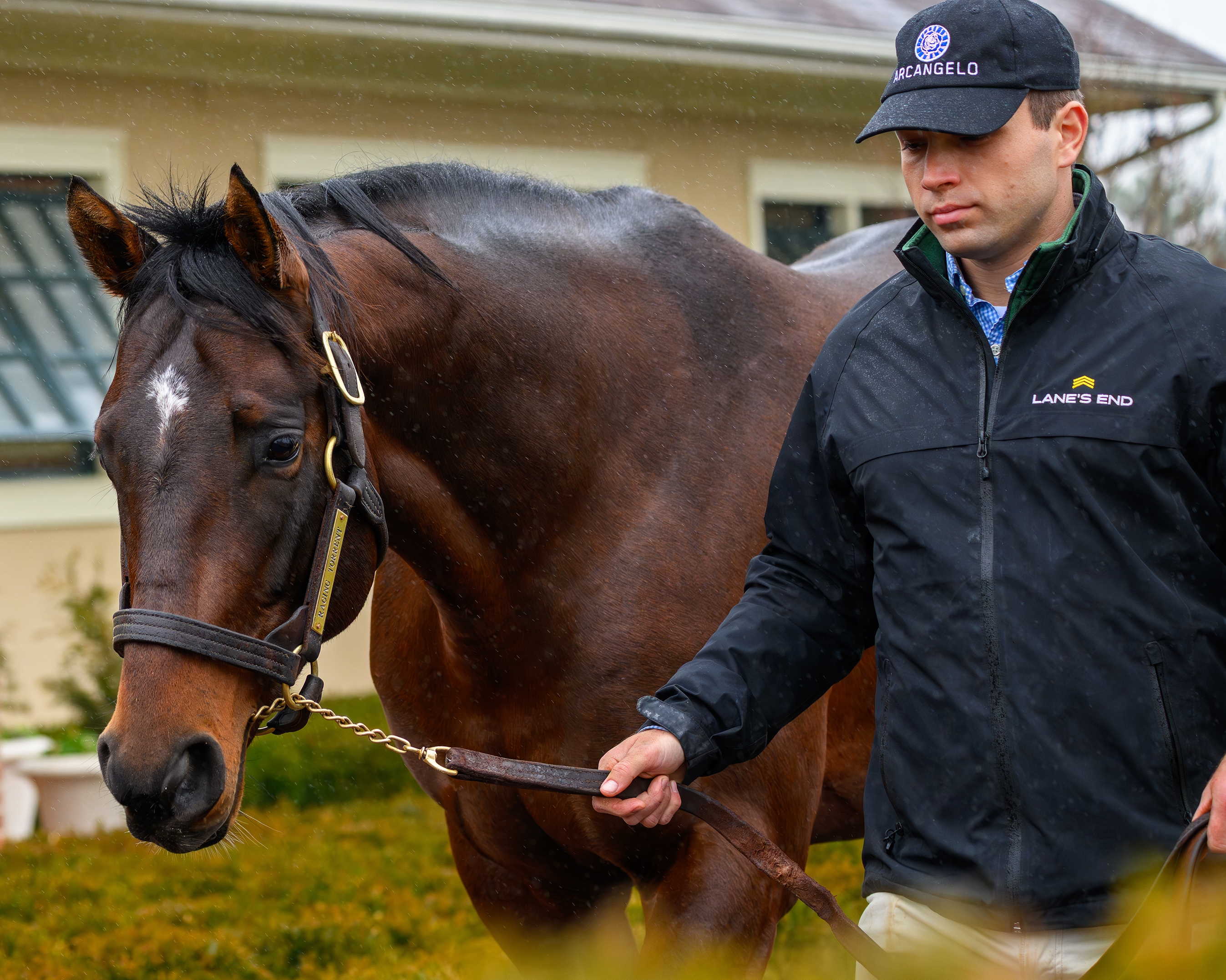Raging Torrent - Horse Profile - BloodHorse