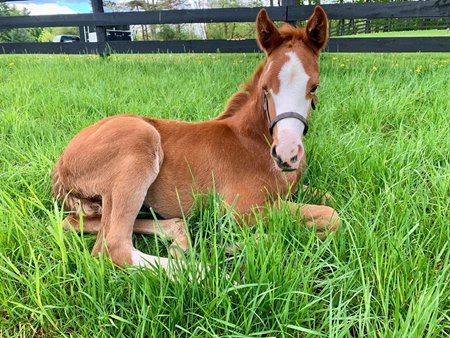 Usha as a foal at Thirty Year Farm near Saratoga Springs, N.Y.