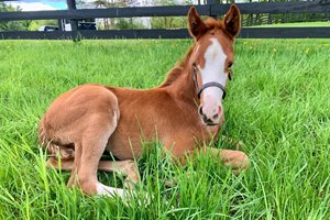 Usha as a foal at Thirty Year Farm near Saratoga Springs, N.Y.