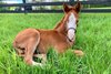 Usha as a foal at Thirty Year Farm