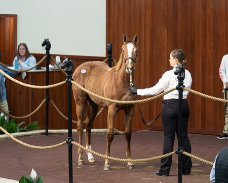 The Taiba filly, consigned as Hip 80, in the ring at the OBS Winter Mixed Sale
