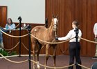 2026 OBS Winter Mixed Sale, Hip 80