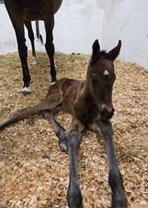 The first reported foal by Mr Fisk, a filly out of Brass Cat