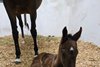 2026 filly; Mr Fisk - Brass Cat
First reported foal for Mr Fisk