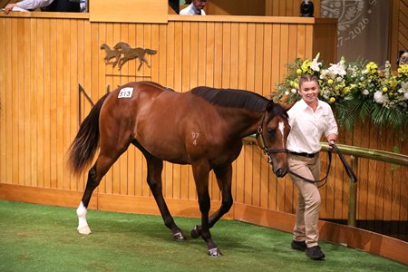 The Sword of State colt, consigned as Lot 513, in the ring