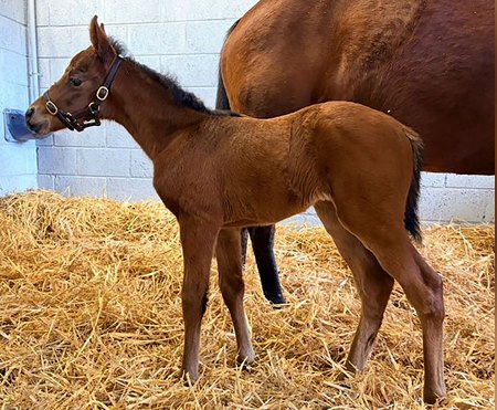 Coolmore stallion Henry Longfellow's first foal, a filly out of Aurora Borealis