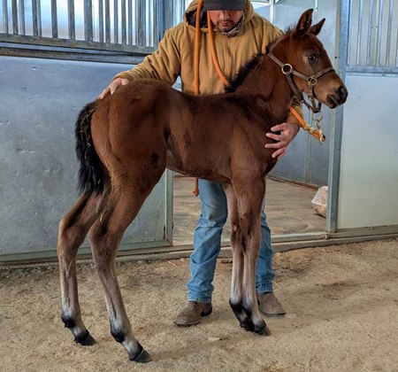 The first reported foal for Brickyard Ride, a filly born at Rancho San Miguel