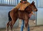 2026 filly; Brickyard Ride - To the Limits
First reported foal for Brickyard Ride