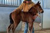 2026 filly; Brickyard Ride - To the Limits
First reported foal for Brickyard Ride