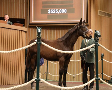 The Nyquist colt, consigned as Hip 966, in the ring at the Keeneland January Sale