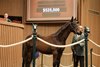 Hip 966, 2026 Keeneland January Sale