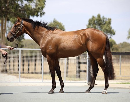 Chergui, a gelding by Frosted, consigned as Lot 2 to the Inglis Digital Australia February (Early) Online Sale