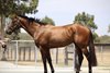 2026 Inglis Digital February (Early) Online Sale, Lot 2
Chergui