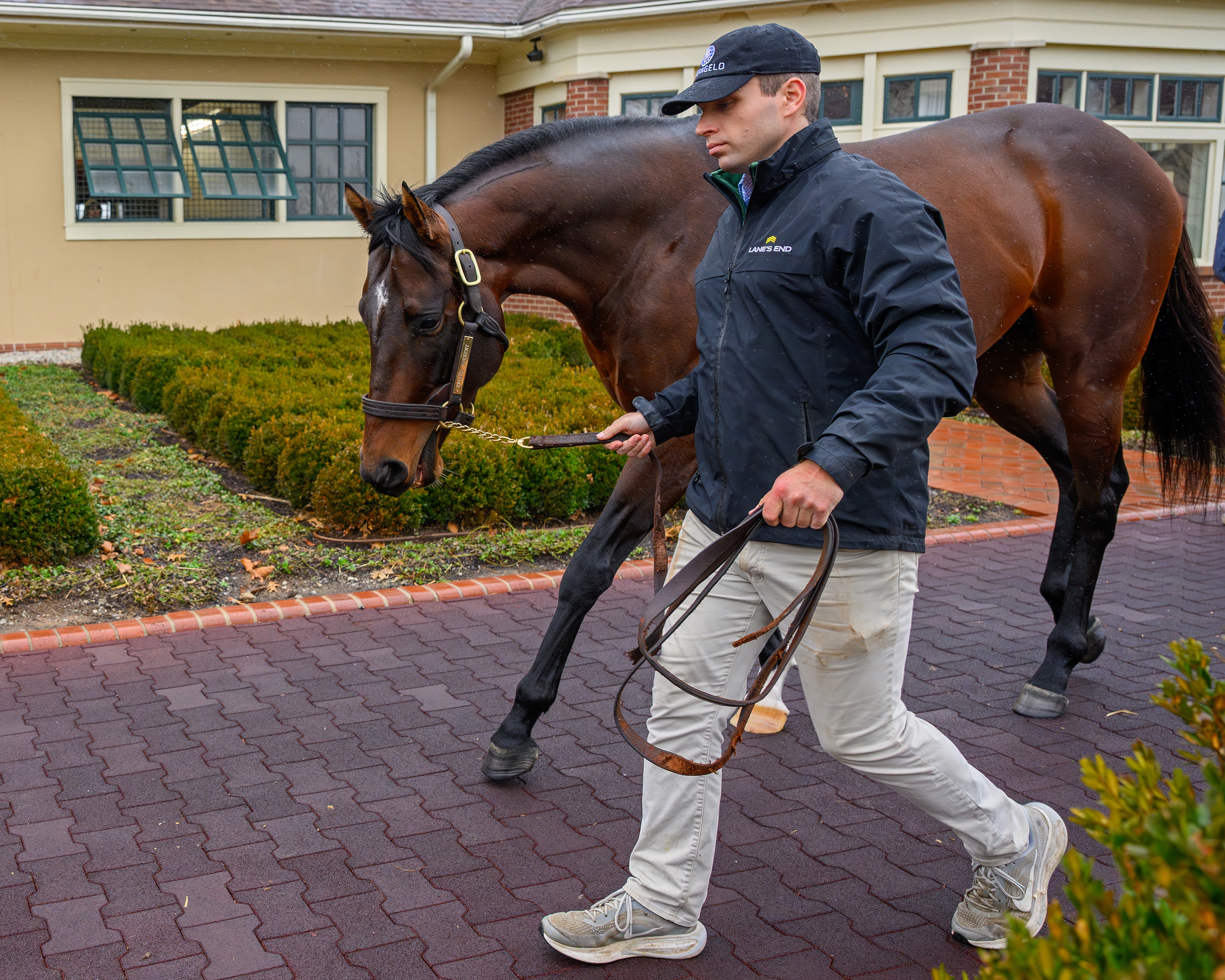 Raging Torrent - Horse Profile - BloodHorse